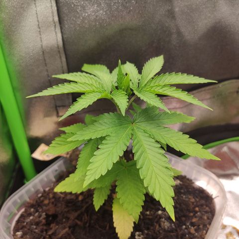 Hopper growlog timeline photo