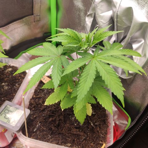 Luzi growlog timeline photo