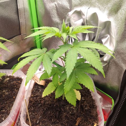 Luzi growlog timeline photo