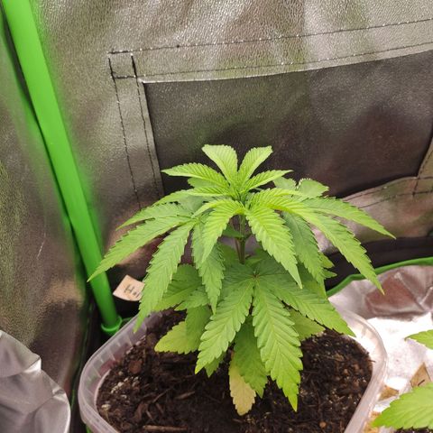 Hopper growlog timeline photo