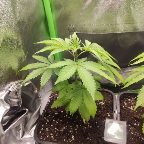 Luzi growlog photo: Neue Töpfe. Umgestellt auf biobizz lightmix. Aktuell nur biobizz Grow-mix als Dünger. 
