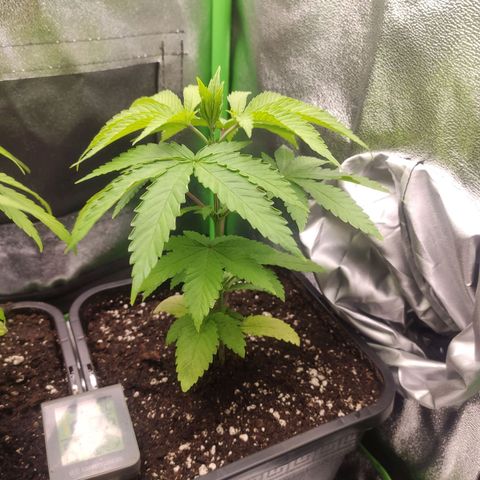 Hopper growlog photo: Siehe Luzi.