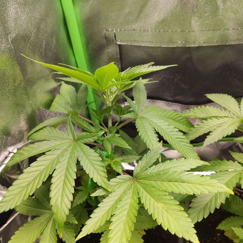 Luzi growlog timeline photo