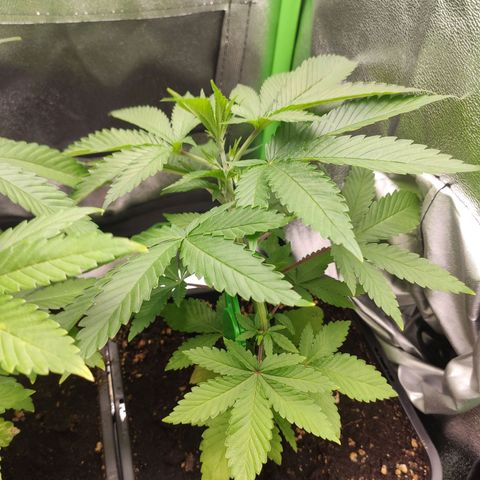 Hopper growlog timeline photo