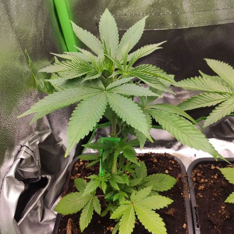 Luzi growlog timeline photo