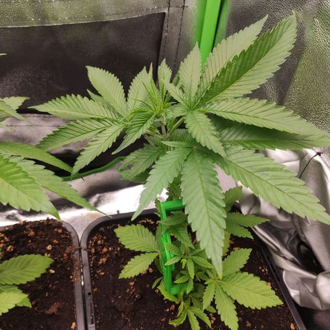 Hopper growlog timeline photo