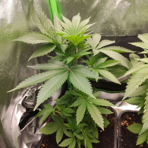Luzi growlog timeline photo