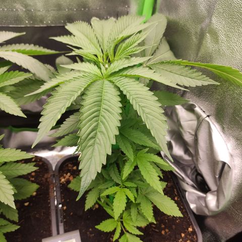 Hopper growlog timeline photo
