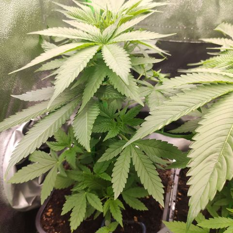 Luzi growlog timeline photo