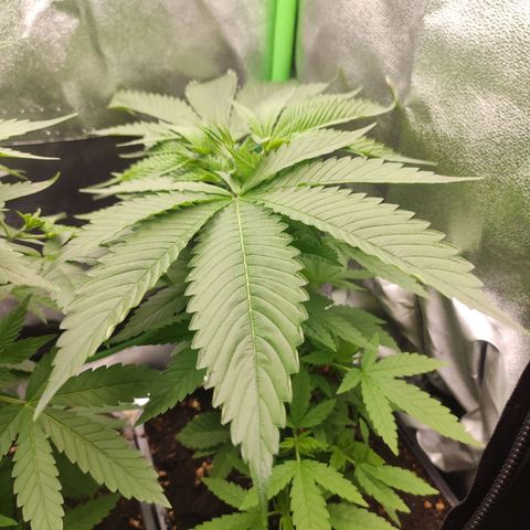 Hopper growlog timeline photo