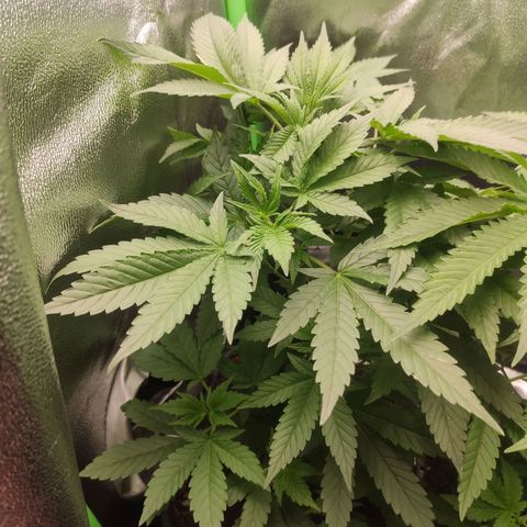 Luzi growlog timeline photo