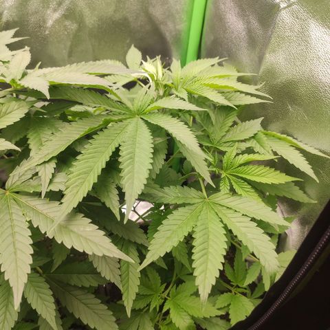 Hopper growlog timeline photo