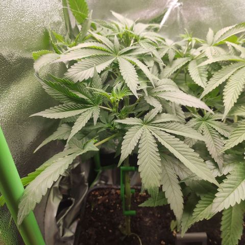 Luzi growlog timeline photo