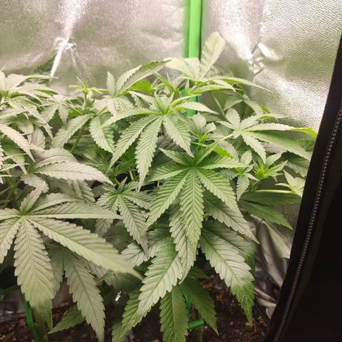 Hopper growlog timeline photo