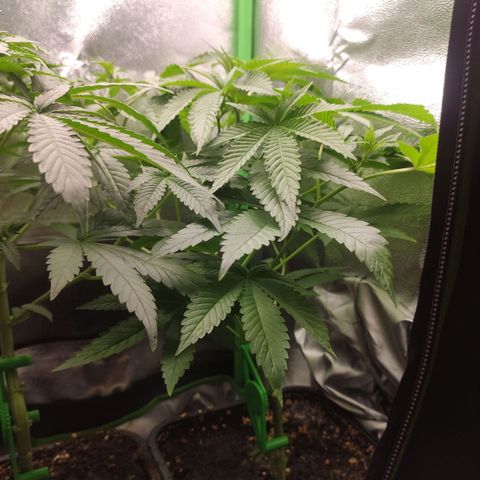 Hopper growlog timeline photo