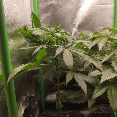 Luzi growlog timeline photo