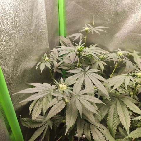 Luzi growlog timeline photo