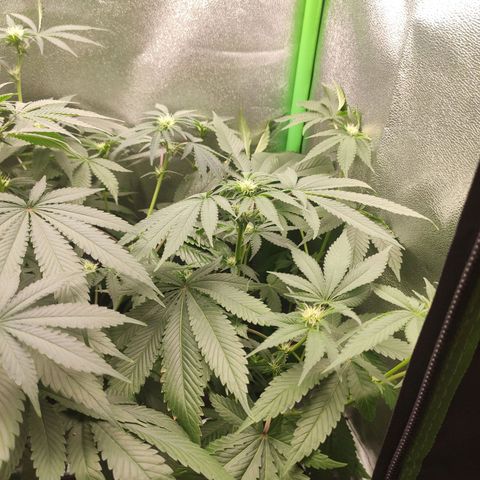 Hopper growlog timeline photo