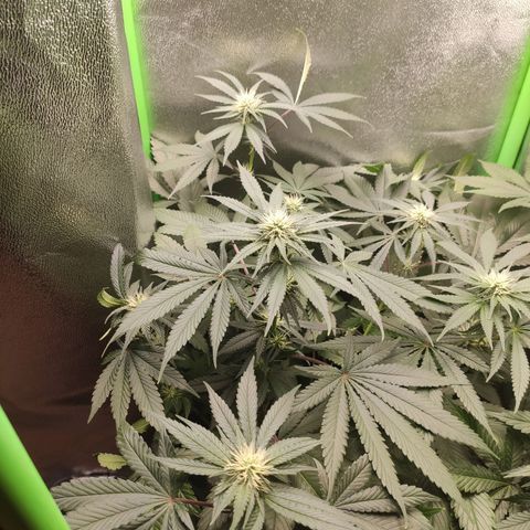 Luzi growlog timeline photo