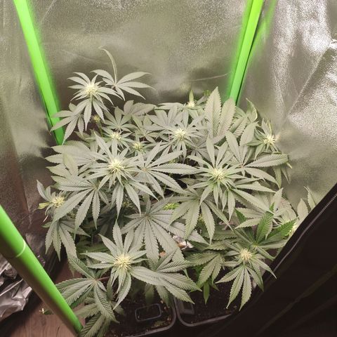 Luzi growlog timeline photo