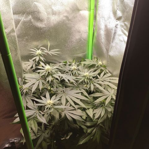 Hopper growlog timeline photo