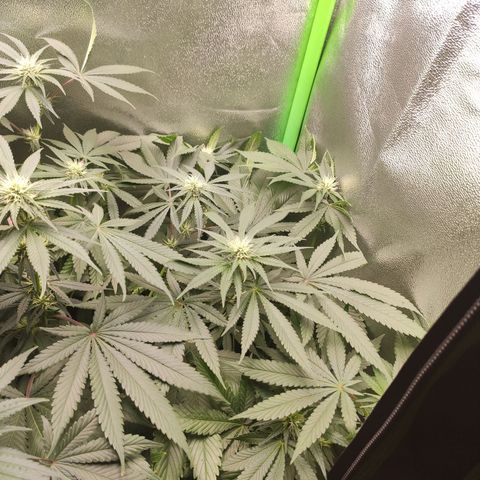 Hopper growlog timeline photo