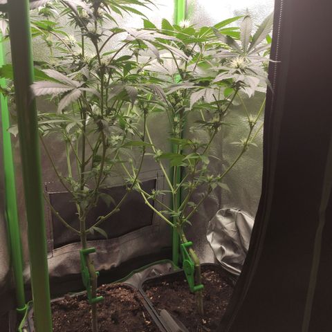 Hopper growlog timeline photo