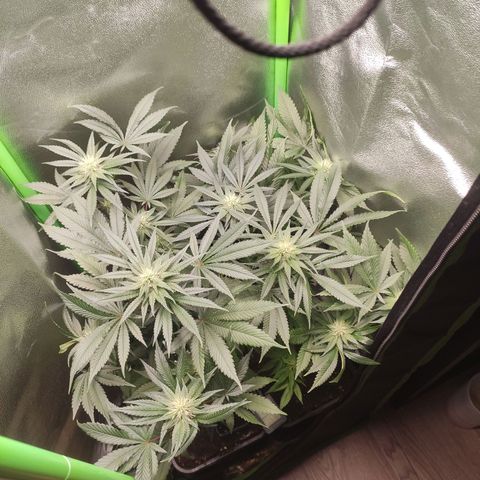 Luzi growlog timeline photo