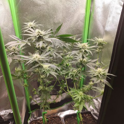 Luzi growlog timeline photo