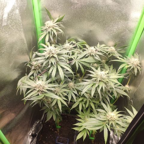 Luzi growlog photo: 3 Tage nach Umzug
Dünger eingestellt 