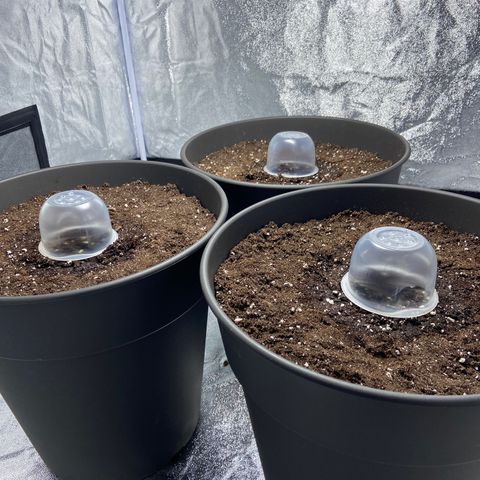 Cookies gelato #1 growlog photo: 23°C
80% HR