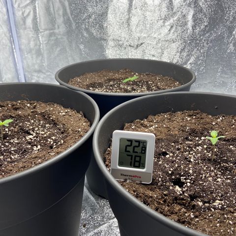 Cookies gelato #1 growlog timeline photo