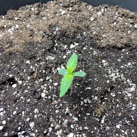 Cookies gelato #1 growlog timeline photo
