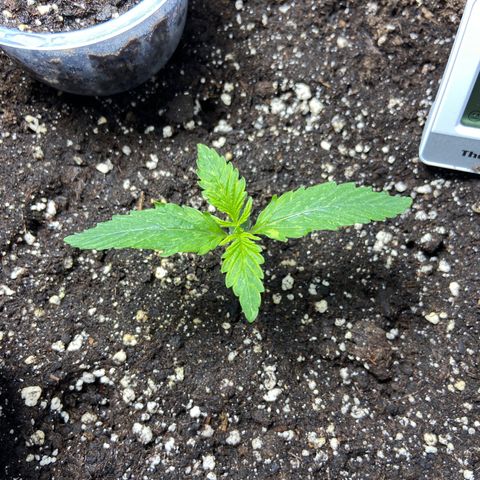 Cookies gelato #1 growlog timeline photo