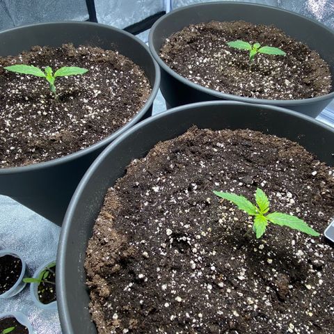 Cookies gelato #1 growlog timeline photo