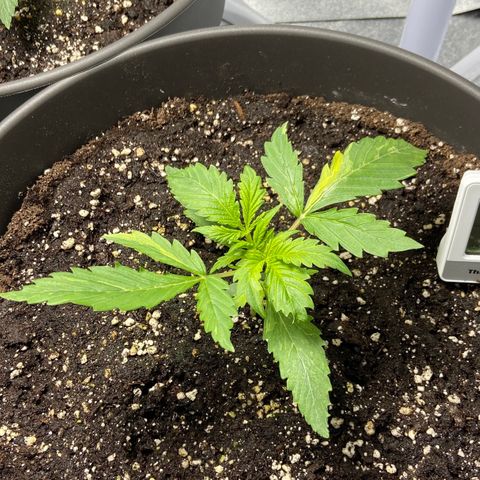 Cookies gelato #1 growlog timeline photo