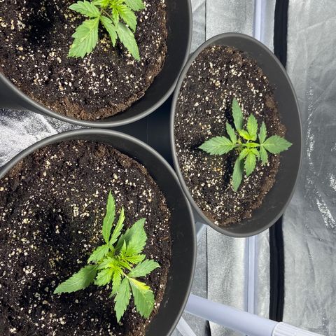 Cookies gelato #1 growlog timeline photo