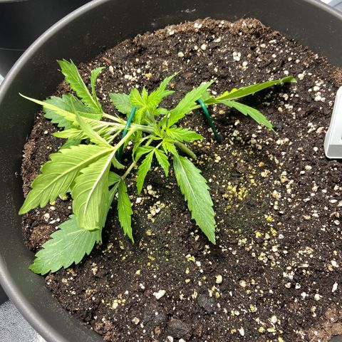 Cookies gelato #1 growlog timeline photo