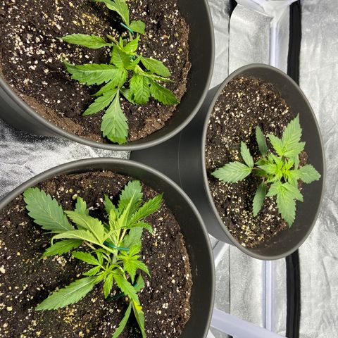 Cookies gelato #1 growlog timeline photo