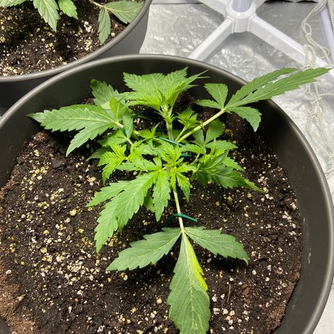 Cookies gelato #1 growlog timeline photo