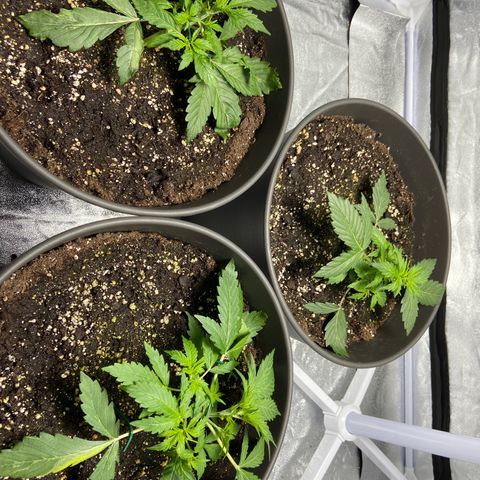 Cookies gelato #1 growlog timeline photo