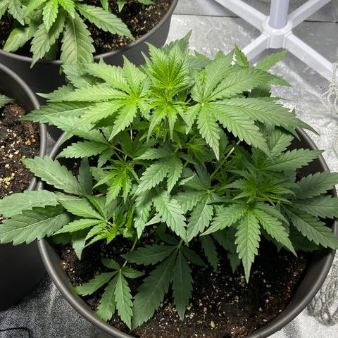 Cookies gelato #1 growlog timeline photo