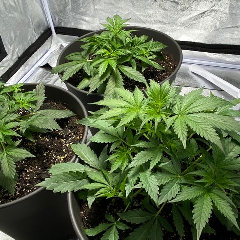 Cookies gelato #1 growlog timeline photo