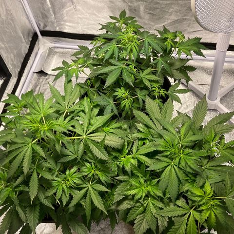 Cookies gelato #1 growlog timeline photo