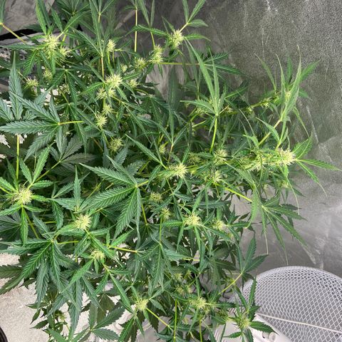 Cookies gelato #1 growlog timeline photo