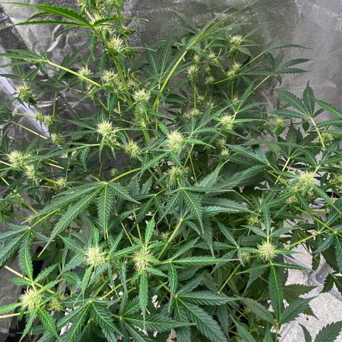 Cookies gelato #1 growlog timeline photo
