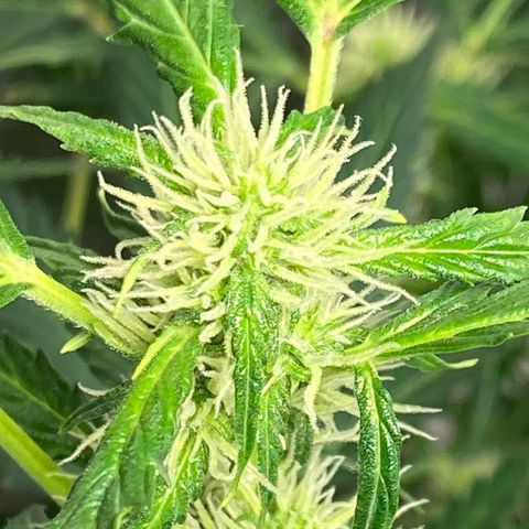 Cookies gelato #1 growlog timeline photo