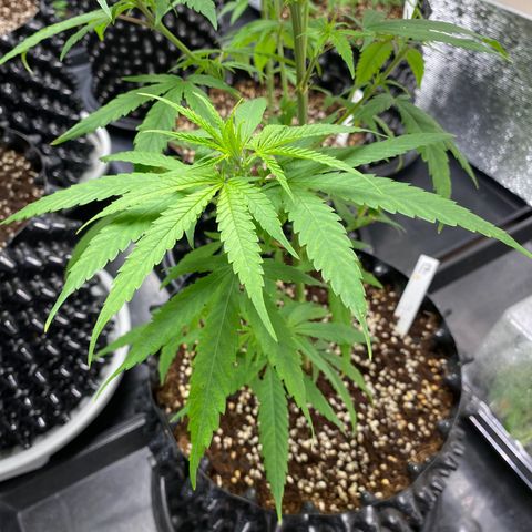 Unknown strain growlog timeline photo