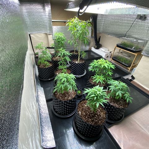 Unknown strain growlog timeline photo