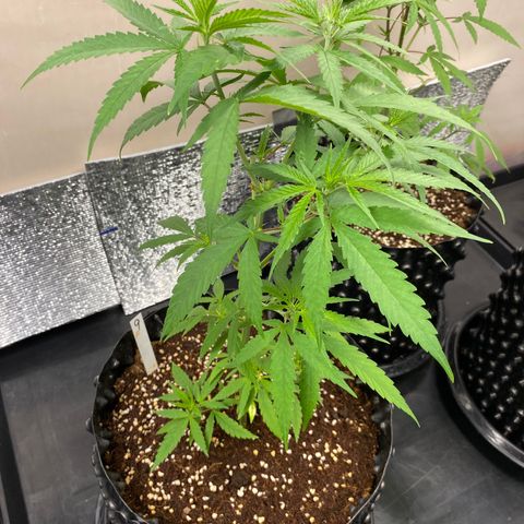 Unknown strain growlog timeline photo